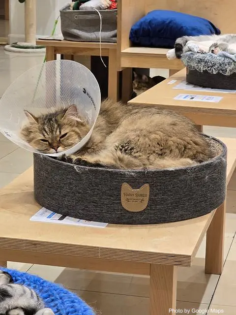 Cat Café MOFF Pearlridge Center - Photo 3 of 4 | NateEatsHawaii restaurant gallery and food photos from Oahu, Hawaii