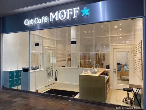 Cat Café MOFF Pearlridge Center
